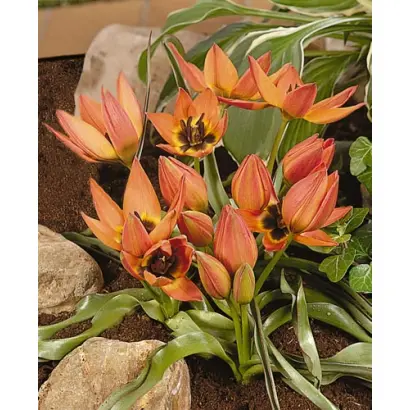 Little Princess / Литтлэ Принцэсс