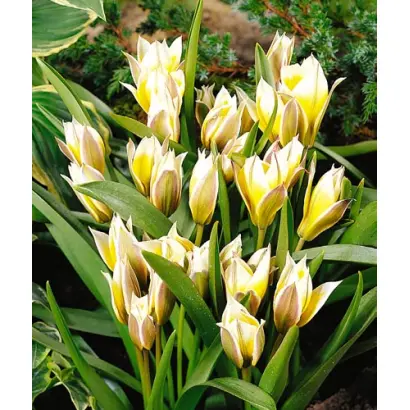 Little Star / Литтлэ Стар