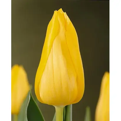 Lizanne / Лизаннэ