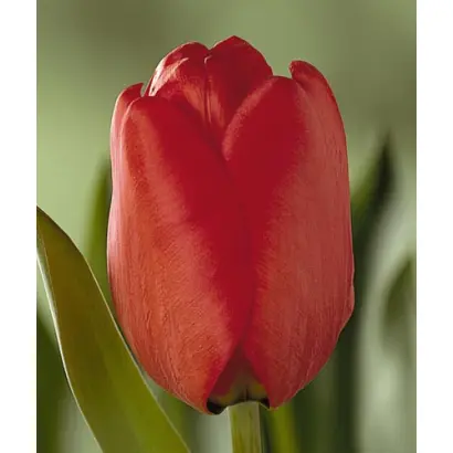 London / Лондон