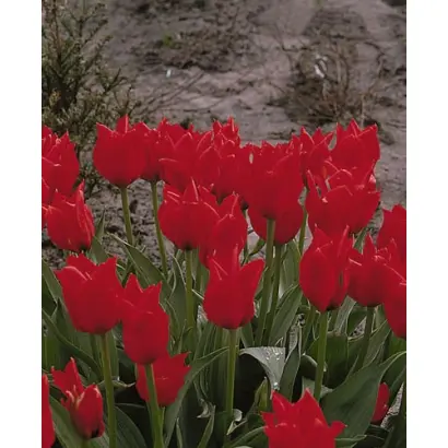 Longfellow / Лонгфэллоw