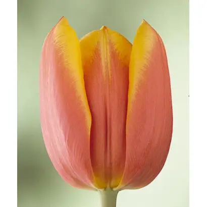 Los Angeles / Лос Ангэлэс