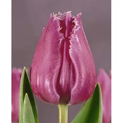 Louvre / Лоуврэ