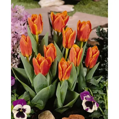 Love Song / Ловэ Сонг