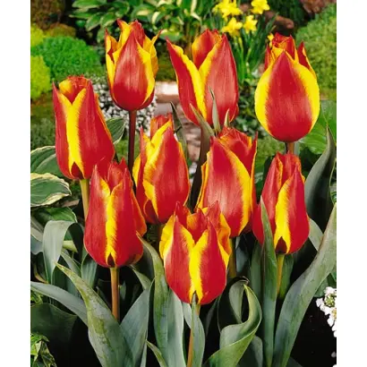 Lovely Surprise / Ловэль Сурприсэ