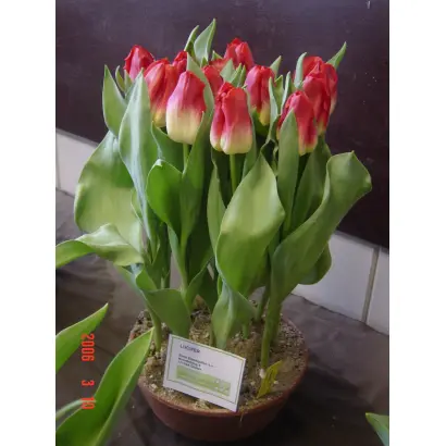 Lucifer / Луцифэр