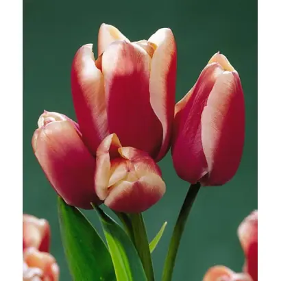 Lucky Dragon / Луцкь Драгон