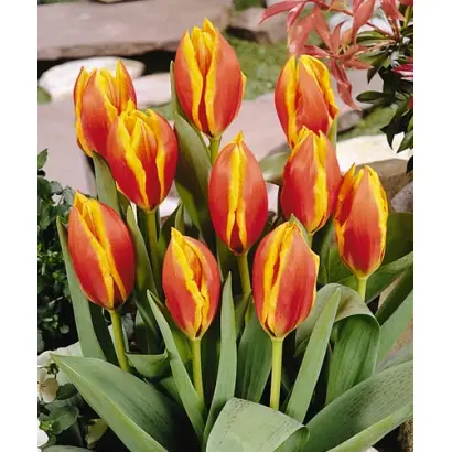 Lucky Lady / Луцкь Ладь