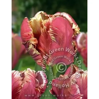 Lucky Parrot / Луцкь Паррот