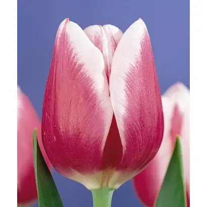 Lustige Witwe / Лустигэ Wитwэ