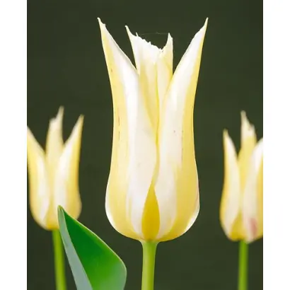 Macarena / Мацарэна