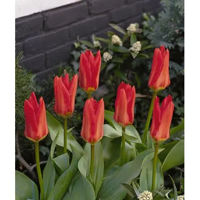 Madame Lefeber / Мадамэ Лэфэбэр