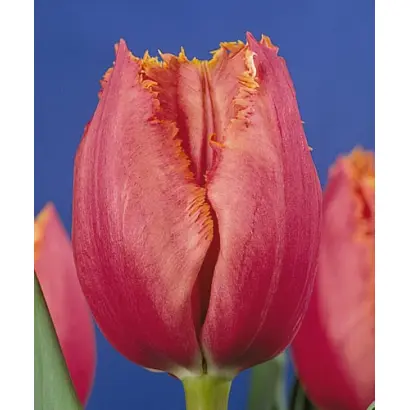 Madison Garden / Мадисон Гардэн