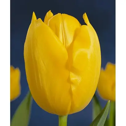 Madurodam / Мадуродам