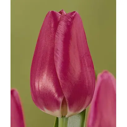 Magazine Prima / Магазинэ Прима