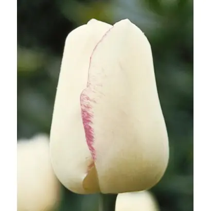 Magier / Магиэр