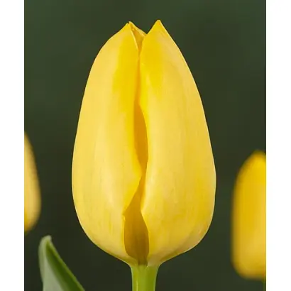 Makassar / Макассар