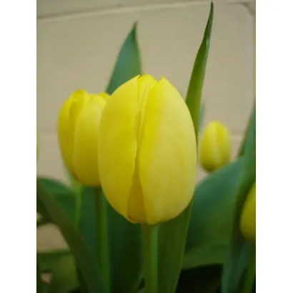 Mamasa Prominence / Мамаса Проминэнцэ