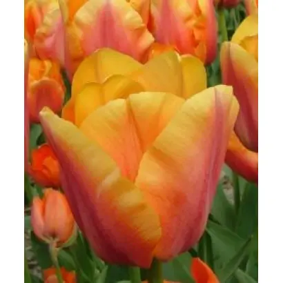 Manhattan / Манhаттан