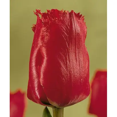 Mantel's Dream / Мантэл'с Дрэам