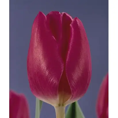 Marathon Champion / Маратhон Чампион