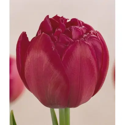 Maravilla / Маравилла