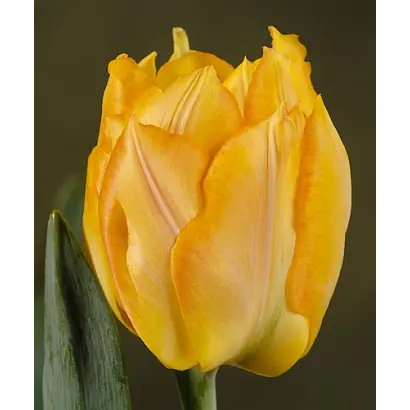 Marechal Niel / Марэчал Ниэл