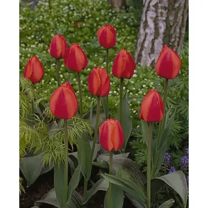 Margaret Herbst / Маргарэт Hэрбст