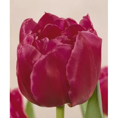 Margarita / Маргарита