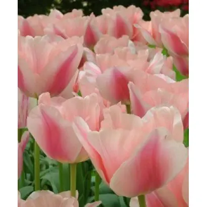 Maria Christina / Мариа Чристина