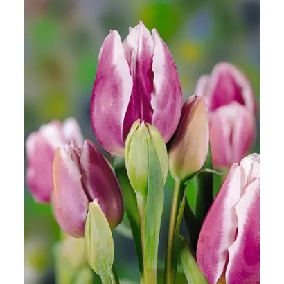 Mariandel / Мариандэл