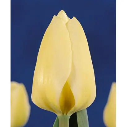 Maria's Dream / Мариа'с Дрэам