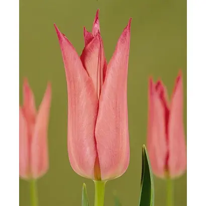 Mariette / Мариэттэ