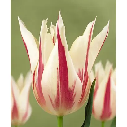 Marilyn / Марильн