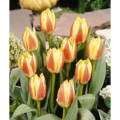 Marina / Марина