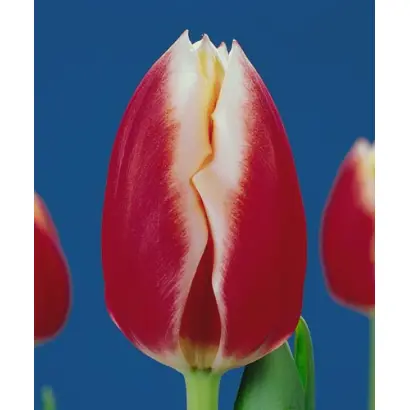 Markant / Маркант