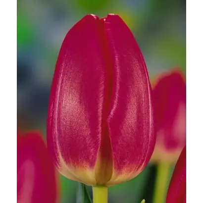 Markies / Маркиэс