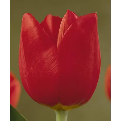 Martine Bijl / Мартинэ Бийл