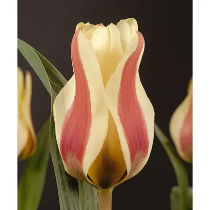 Mary Ann / Марь Анн