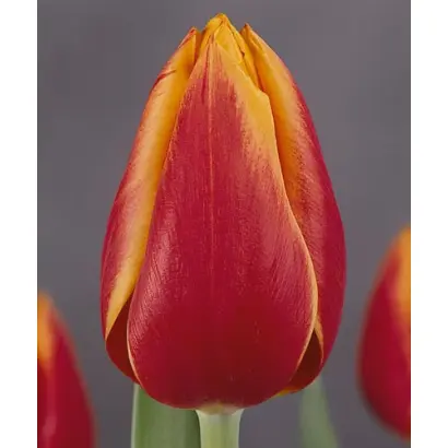 Mary Belle / Марь Бэллэ