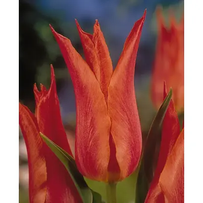 Marjolein / Марёлэин