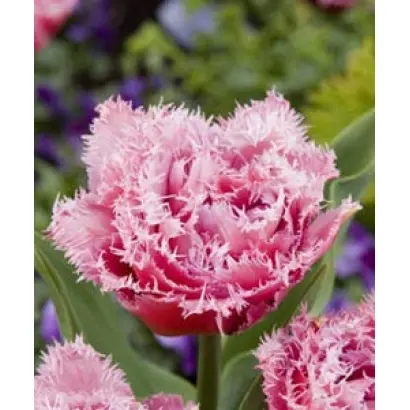 Mascotte / Маскотте