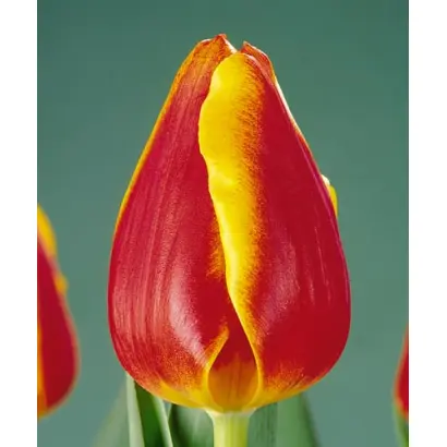 Mastermind / Мастэрминд