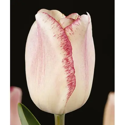 Mata Hari / Мата Hари