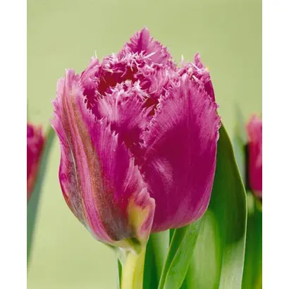 Matchpoint / Матчпоинт