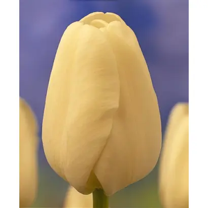 Matterhorn / Маттэрhорн