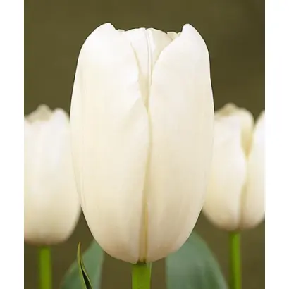 Maureen / Маурээн