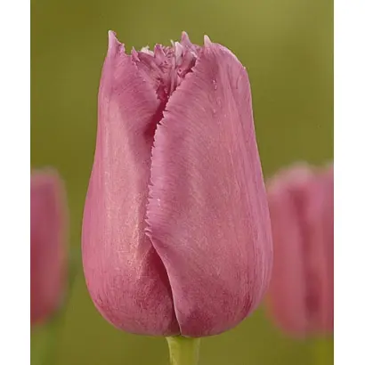 Max Durand / Маx Дуранд