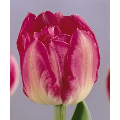 Maywonder / Маьwондэр