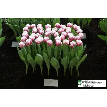 Melrose / Мэлросэ